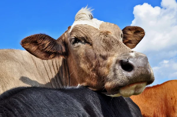 Tête de vache — Photo