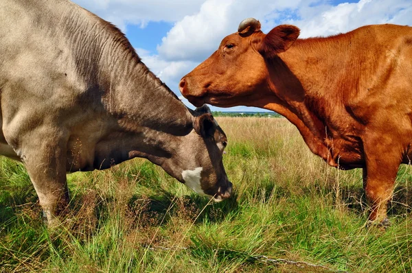 stock image Cows on a summer pasture