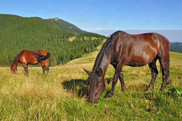 Yaz otlağında atlar. — Stok fotoğraf