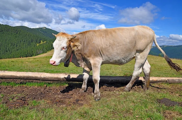 Anak sapi di padang rumput pegunungan musim panas — Stok Foto