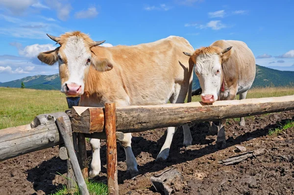 Calfs pada padang rumput gunung musim panas — Stok Foto