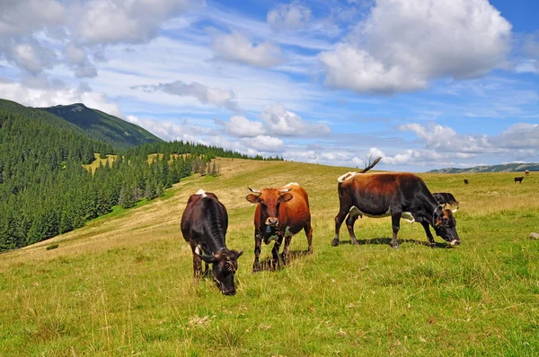 Bir yaz Dağı mera üzerinde ineklerin — Stok fotoğraf
