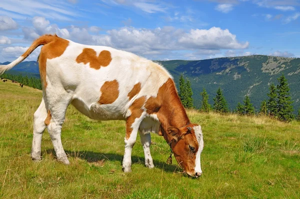 The calf on a summer mountain pasture — Stock Photo, Image