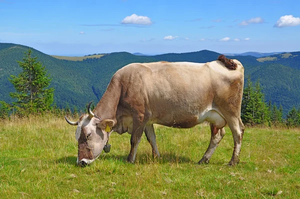 Kuh auf einer Sommer-Alm — Stockfoto