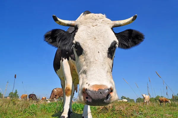 Kuh auf einer Sommerweide — Stockfoto
