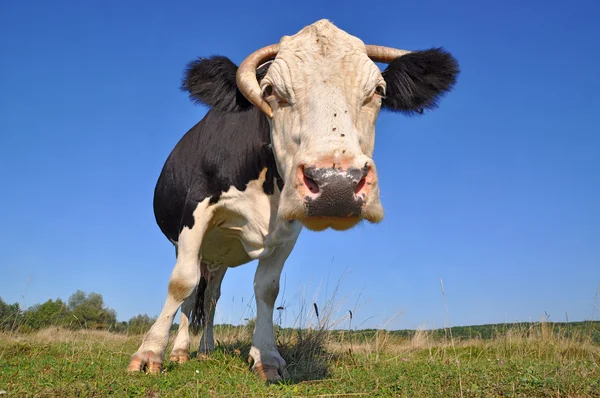 วัวบนทุ่งหญ้าฤดูร้อน — ภาพถ่ายสต็อก