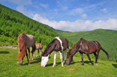 Horses on a summer pasture. clipart