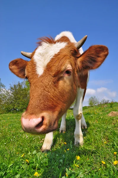 stock image The calf on a summer pasture