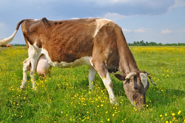 stock image Cow on a summer pasture.