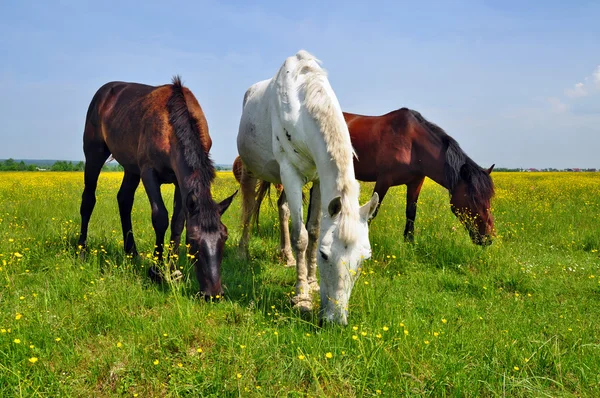 Cavalos em um pasto de verão. — Fotografia de Stock