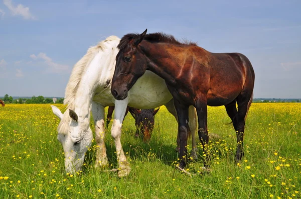 夏の牧草地で馬が. — ストック写真