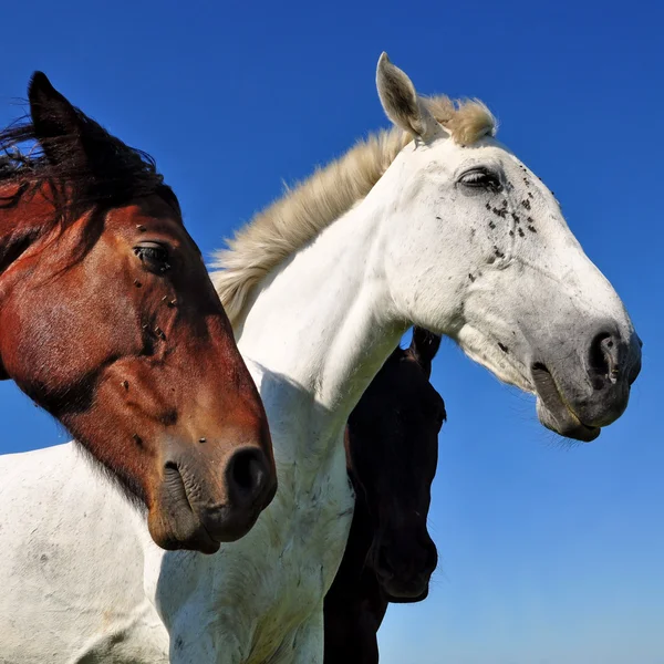 stock image Heads of horses against the sky