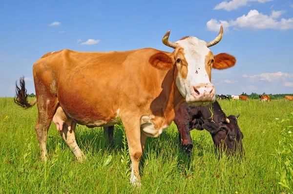 Las vacas en un pasto de verano — Foto de Stock