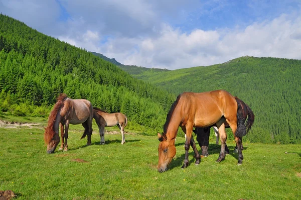 여름 목초지에 있는 말들. — 스톡 사진