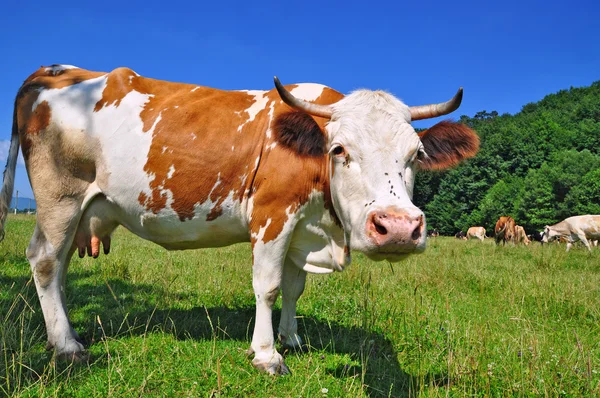 Vache dans un pâturage d'été. — Photo
