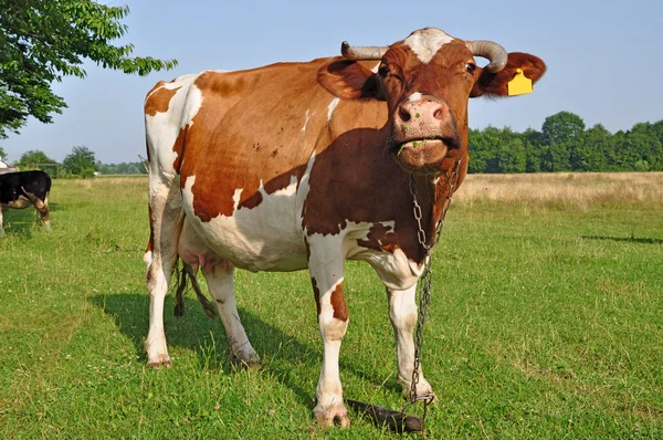 stock image Cow on a summer pasture.