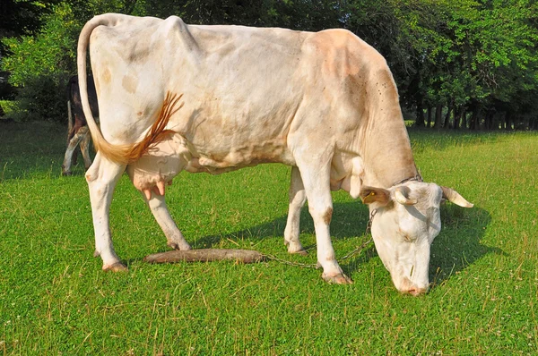 stock image Cow on a summer pasture.