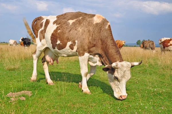 Vaches sur un pâturage d'été — Photo