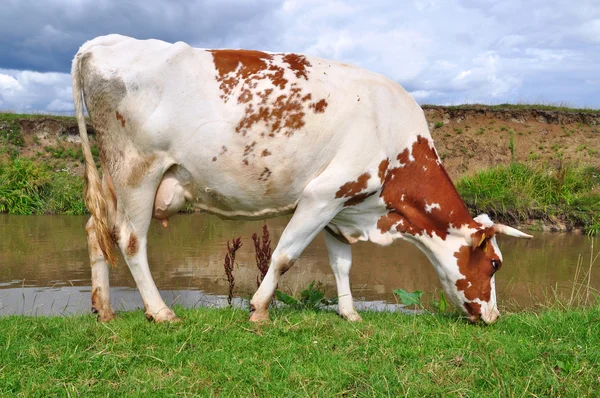 Krowa na letnim pastwisku. — Zdjęcie stockowe