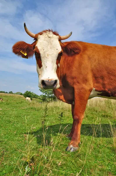 stock image Cow on a summer pasture.