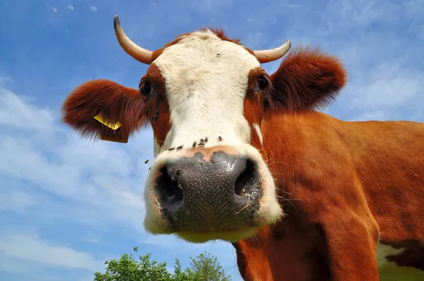 Head of a cow against the sky. — Stock Photo, Image