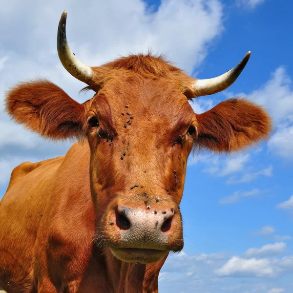Hoofd van een koe tegen de hemel. — Stockfoto