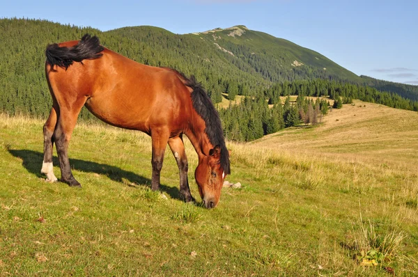 Horse on a summer pasture — Stock Photo, Image