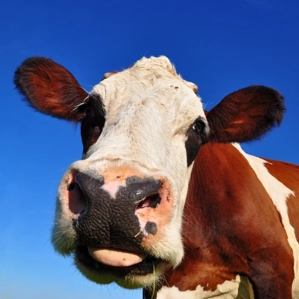 Head of a cow against the sky. — Stock Photo, Image