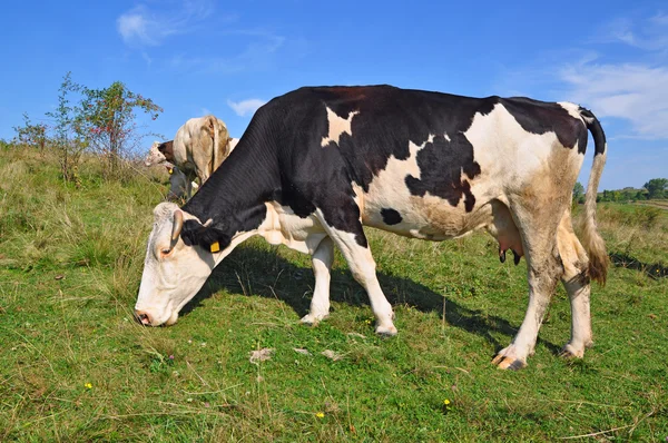 stock image Cow on a summer pasture.