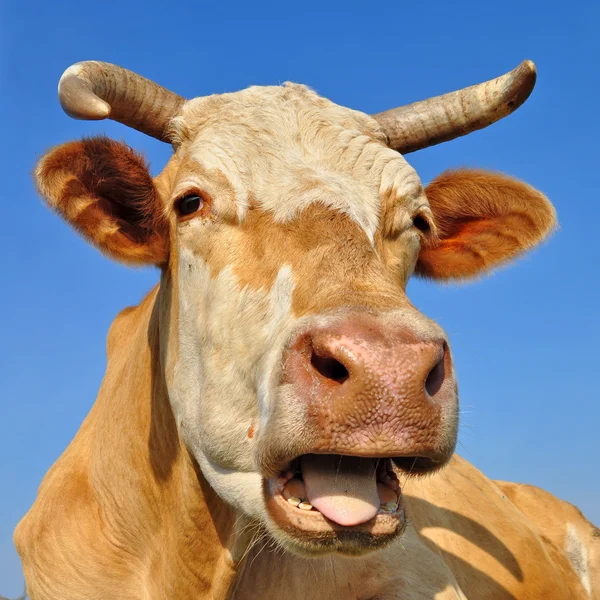 stock image Head of a cow against the sky.