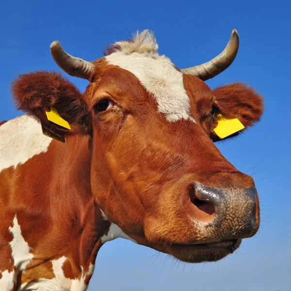 Голова коровы на фоне неба . — стоковое фото