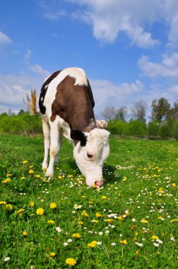 The calf on a summer pasture clipart