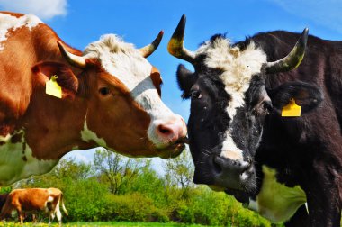 Cows on a summer pasture clipart