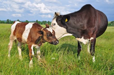 The calf near mother on a summer pasture clipart