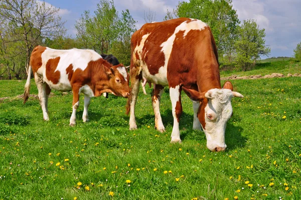 母亲在夏季牧场附近小牛 — 图库照片