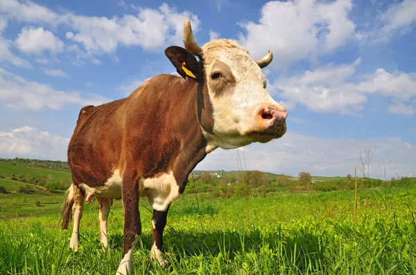 stock image Cow on a summer pasture.