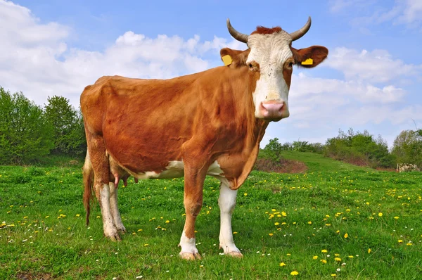 Cow on a summer pasture. — Stock Photo, Image