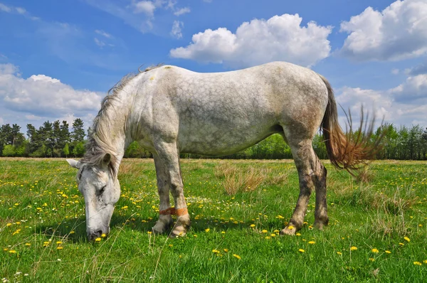 여름 목초지에 있는 말 — 스톡 사진