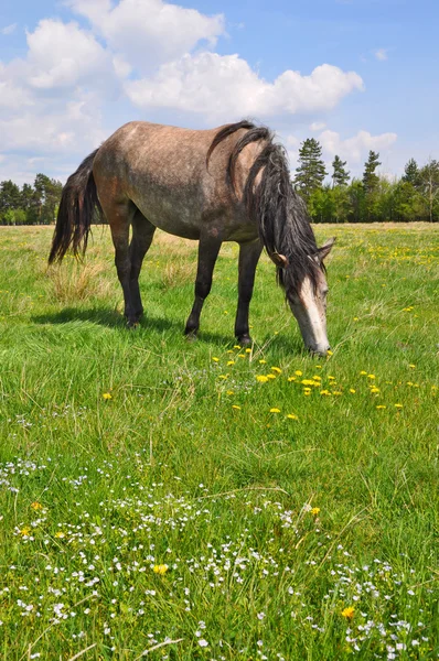 Cavalo em um pasto de verão — Fotografia de Stock