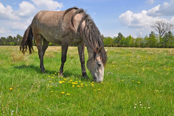 Лошадь на летнем пастбище — стоковое фото