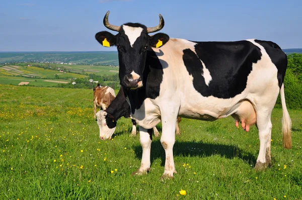 Vacas em um pasto de verão — Fotografia de Stock