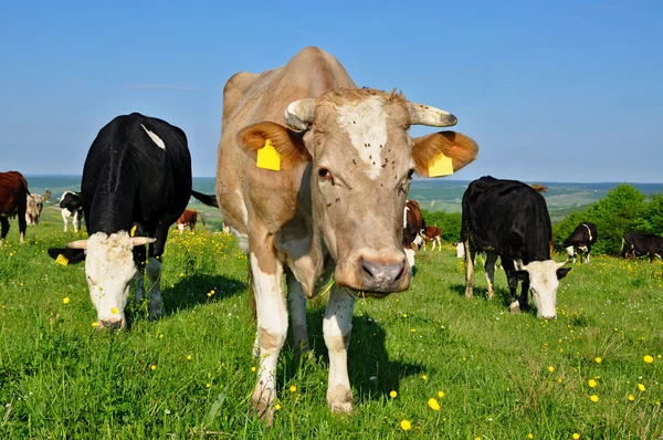 Stock image Cows on a summer pasture