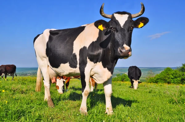 stock image Cows on a summer pasture