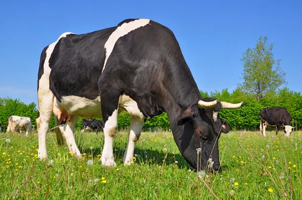 stock image Cows on a summer pasture