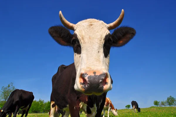 stock image Cow on a summer pasture.