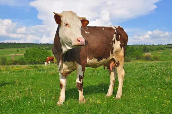 วัวบนทุ่งหญ้าฤดูร้อน . — ภาพถ่ายสต็อก