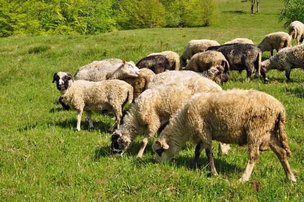 Owce w krajobraz lato — Zdjęcie stockowe