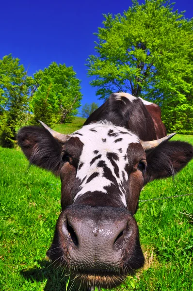 stock image Cow on a summer pasture.