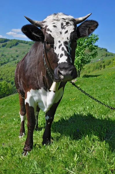 Kráva na letní pastvině. — Stock fotografie
