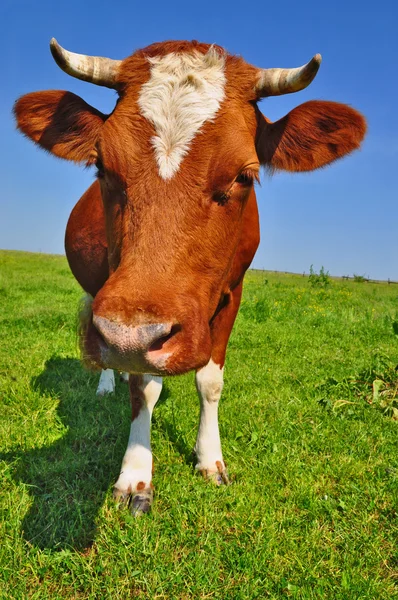 Koe op een zomerweide. — Stockfoto